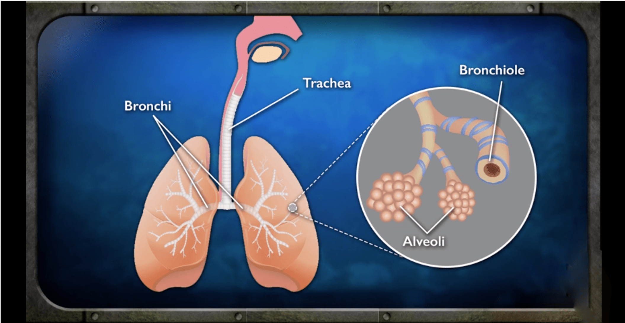 Lungs42918c copy.png
