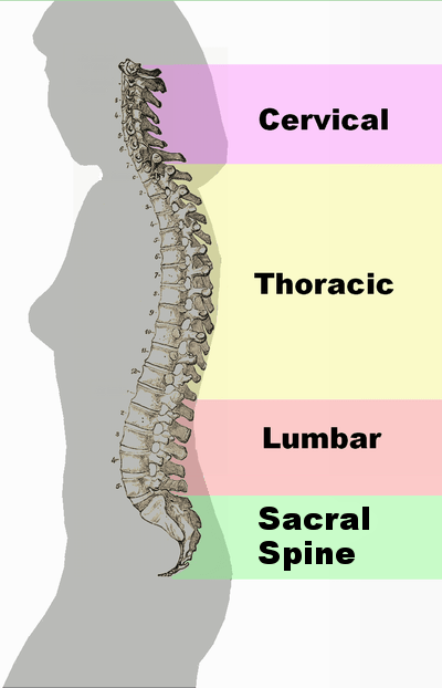 Spinal_column_curvature_2011.png